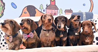 Így változik az állatvédelmi szemlélet Magyarországon