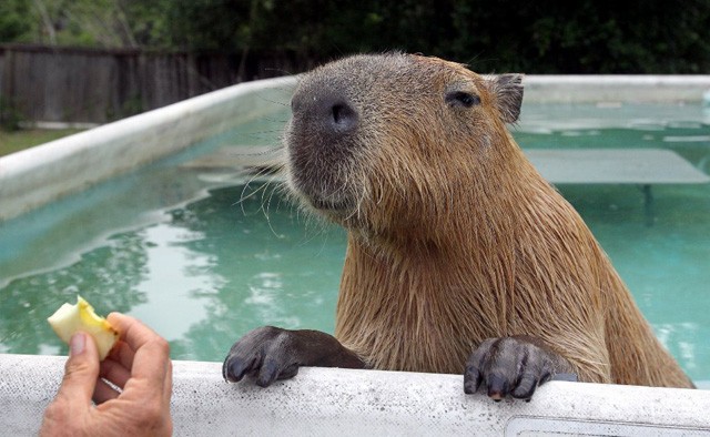 Íme az internet legaranyosabb dolga: így hűsöl a cuki kis vízidisznó!