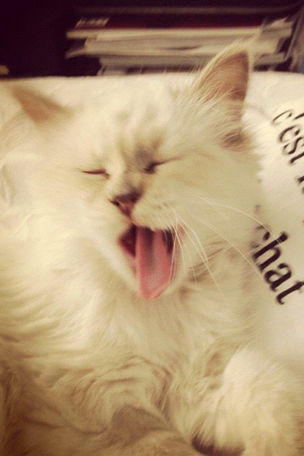 Choupette, az ihlető