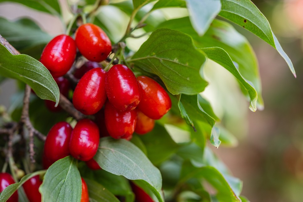 A húsos som C-vitamin és antioxidánsok tekintetében még a narancsot és a citromot is lekörözi