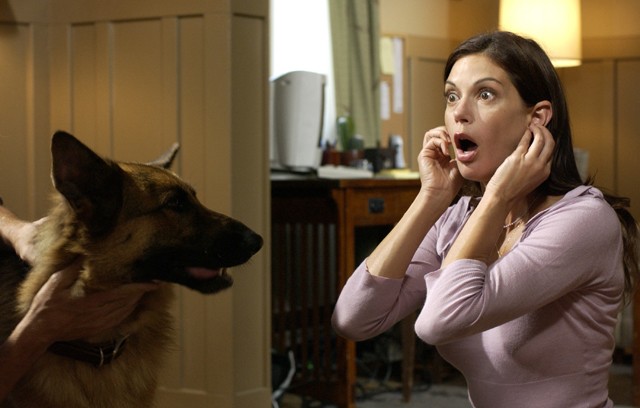 7 tévhit a házikedvenceinkről, amit érdemes tudni