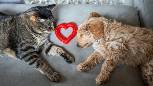 7 tipp, hogy a Valentin-napot a házi kedvencednek is szebbé tedd