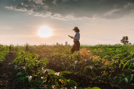 Az erdők, mezők, szántóföldek védenének meg a klímakatasztrófától - Mégsem költünk rájuk