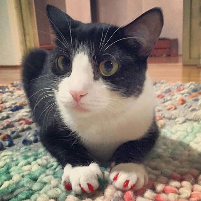 állatmanikűr, állati manikűr, kilakkozott macskák, kilakozott kutya, soft paws, házi kedvenc, kutya, macska, manikűr, lakk