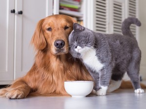 A négylábú kedvencek is nagyon hálásak lesznek a GLAMOUR-napok Reloaded kedvezményekért