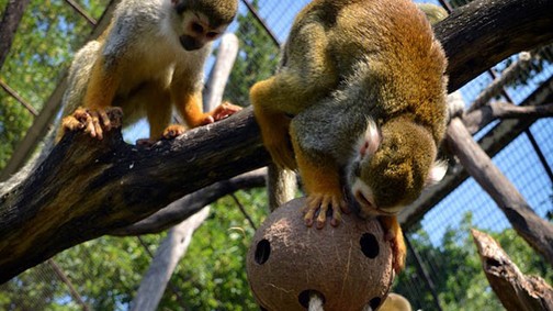 Az állatoknak is szükségük van szórakozásra!