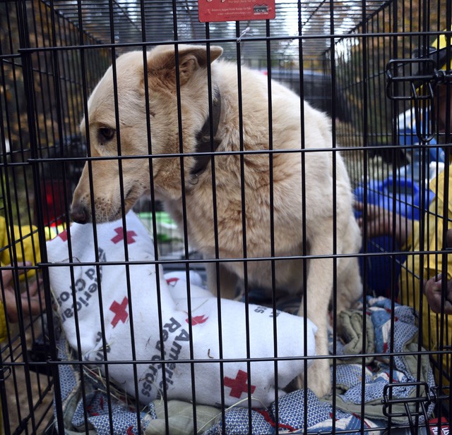 A kép csak illusztráció!