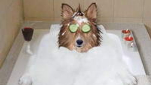 Teeee?kis kutya-kutyánszky!