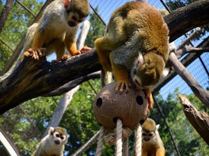 Az állatoknak is szükségük van szórakozásra!