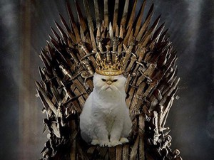 A gazdi vicces kedvében van: Egy igazi Trónok harca rajongónak a macskája is rajongó