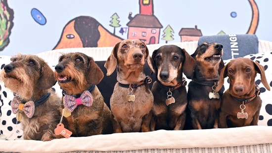 Így változik az állatvédelmi szemlélet Magyarországon