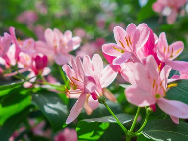 Ezt a növényt ültesd el áprilisban, igazi oázist varázsol a kertedből 