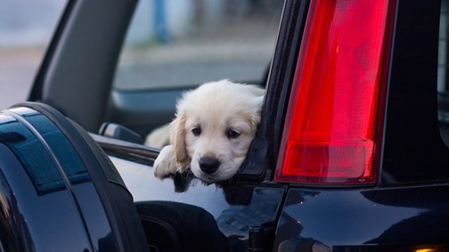 Légy felelős gazdi! Ez a három veszély fenyegeti a kutyákat nyáron