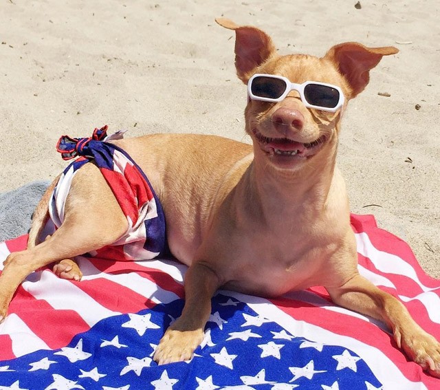 5 cuki kutya, akiket több millióan követnek!