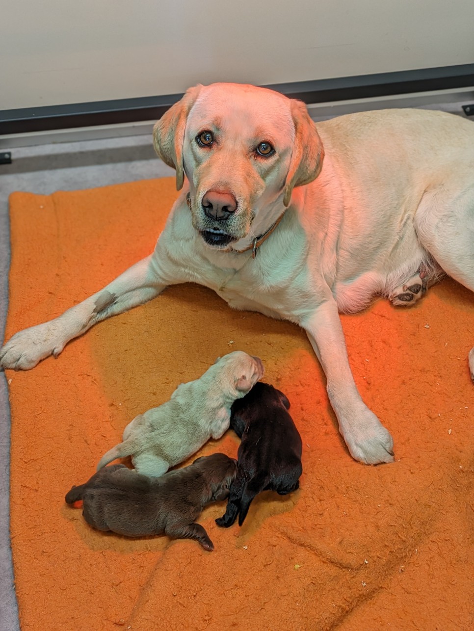 Ezek az ártatlan apróságok még nem tudják, mennyire fontos feladat vár rájuk