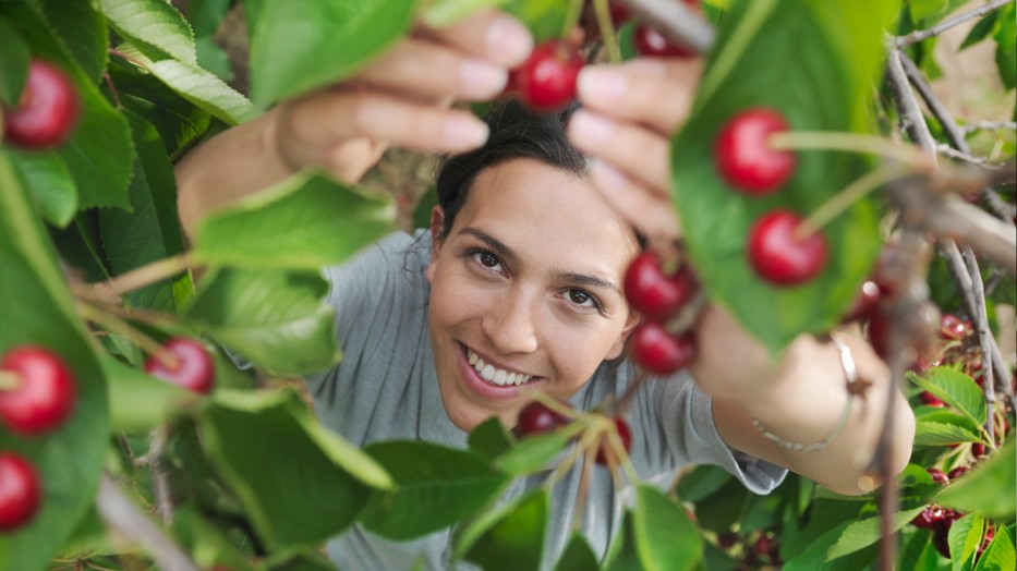 Ültess hosszú életű gyümölcsfákat a kertedbe, amelyek generációkon át bőséges terméssel ajándékozzák meg a családot