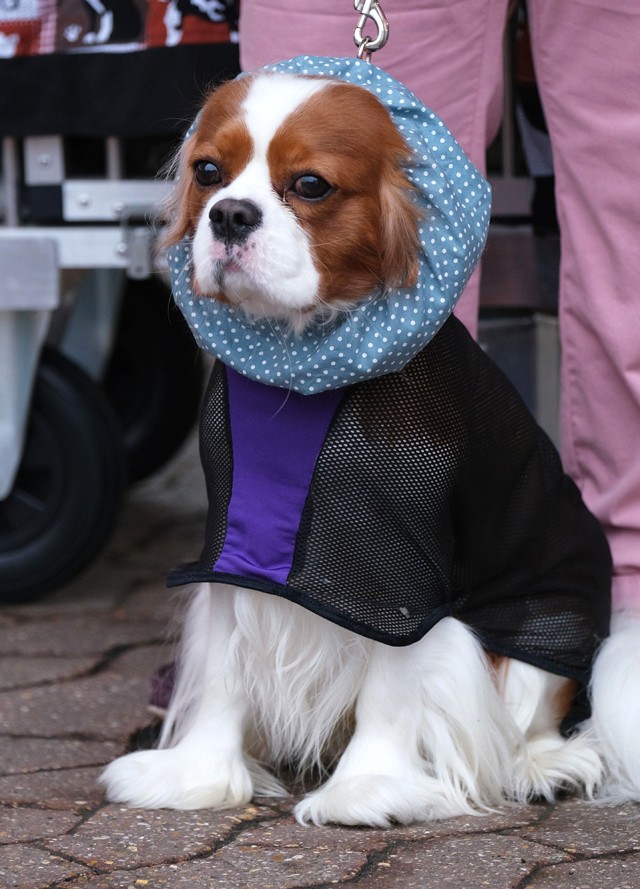 Ha azt gondoltad, kutya divat nem létezik, tévedtél