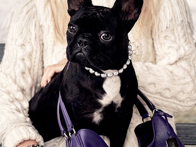 Állati kampányokkal készülnek az őszre