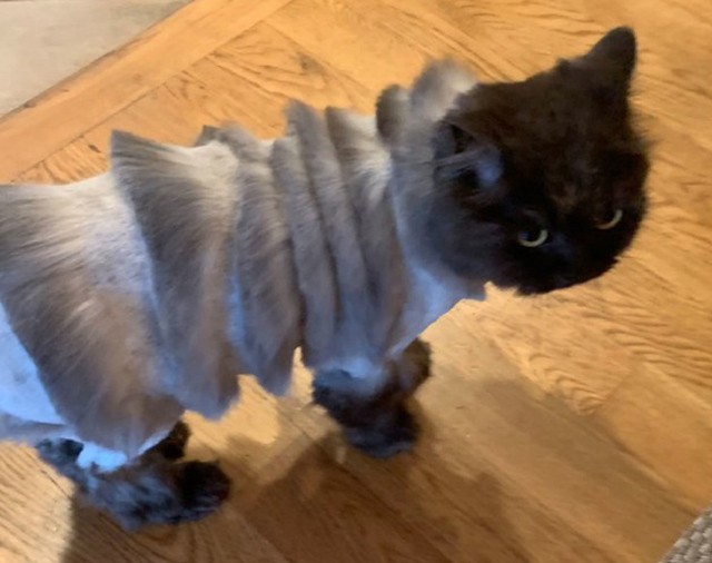 Soha nem láttál még így megnyírva egy macskát sem