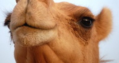 Szexi vagy nem: a tevepata