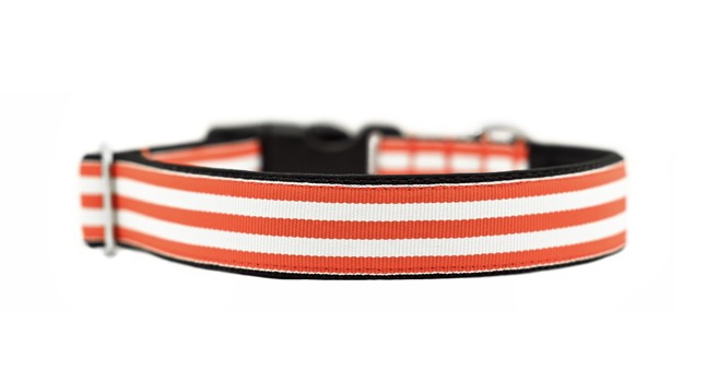 Kutyákra szabja a divatot!