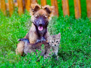 Ne maradj le a jótékonysági divatbemutatóról örökbefogadható kutyákkal a kifutón