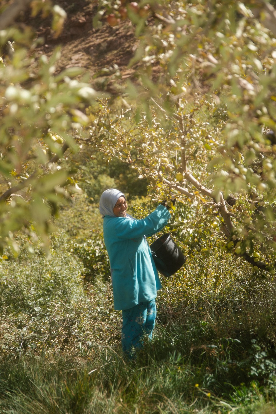 Az almaszüret idején a környező falvakból érkeznek a dolgozók, és a munka valódi közösségi élménnyé válik. 