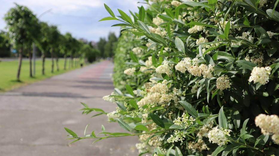 A cserjék viszonylag gyorsan terjeszkednek kertünkben