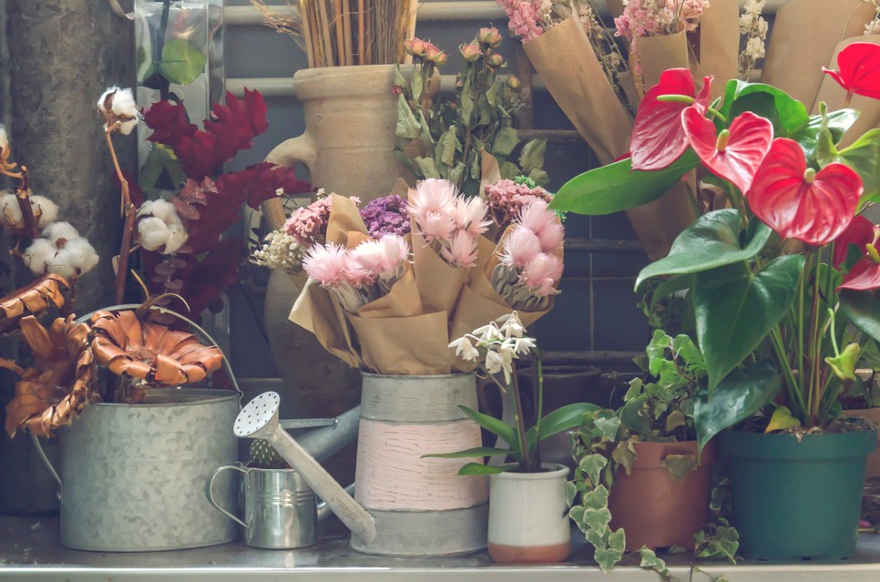 A legjobb beltéri növények, amelyek az otthonod ékei lehetnek