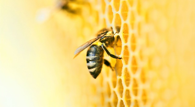 Apiterápia: ősi gyógymód, ami télen is a rendelkezésünkre áll