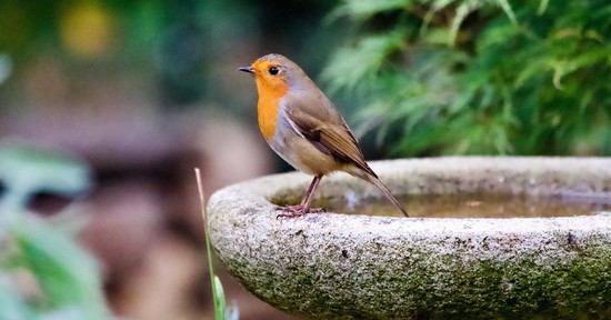 David Attenborough minden kertészt figyelmeztet, üzenetét neked is hallanod kell 