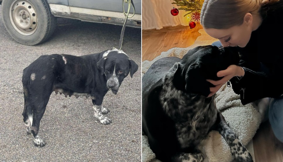 Csillag rettenetesen elhanyagolt rossz állapotban érkezett a Fogadjörökbe Alapítványhoz, jobbra már az új gazdijával látható