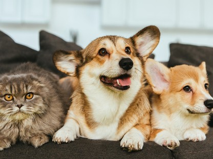 9 ok, amiért szebb az élet háziállattal