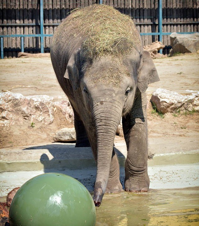 Az állatoknak is szükségük van szórakozásra!