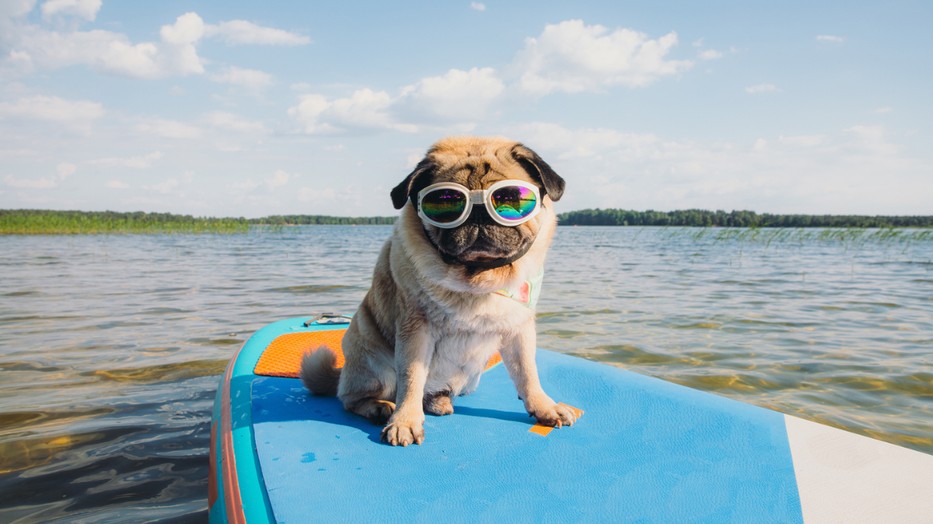 Ezeken a helyeken szeretettel várják a négylábú vendégeket is