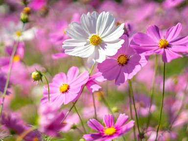 A kerted virágainak titkos jelentése: hatalmas szerencsét tulajdonítanak nekik