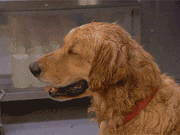 Légy felelős gazdi! Ez a három veszély fenyegeti a kutyákat nyáron