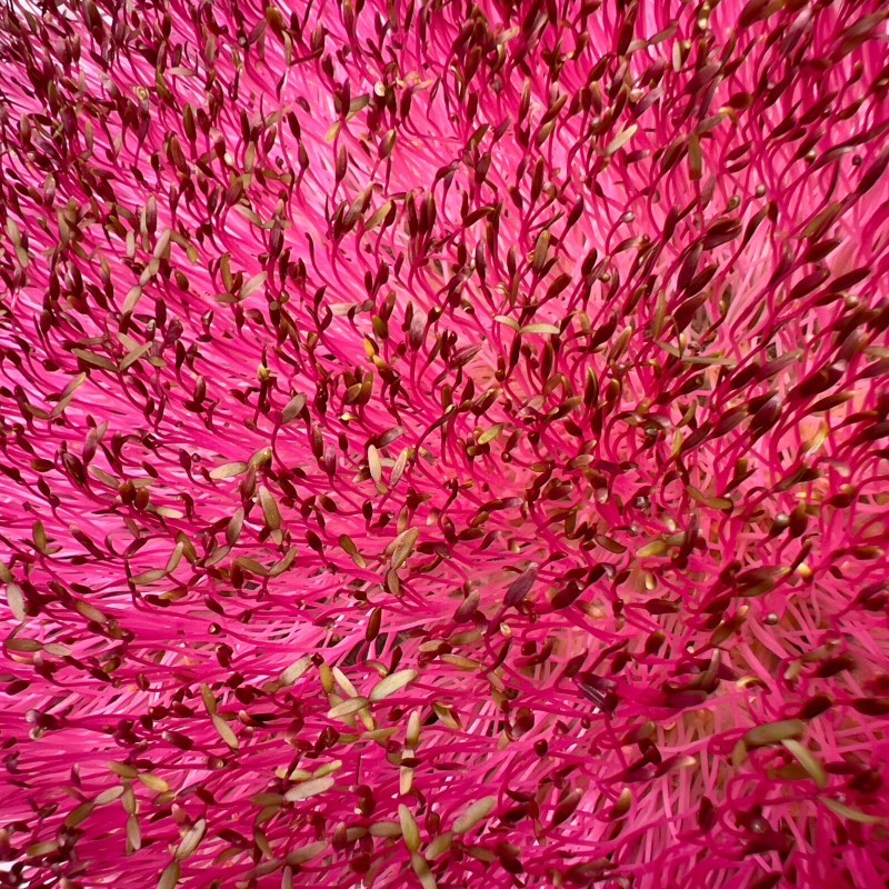 A vörös amaránt nem csak mutatós, hanem rendkívül gazdag tápanyagokban is