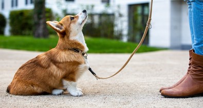 „A kutyák pont abban a legcsodálatosabbak, hogy velünk ellentétben nem merengenek a múlton” - Ezért az első két év a legfontosabb a kutya-gazdi kapcsolat kialakulásában