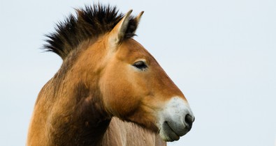 Mindig arról álmodtam, hogy egy távcsővel a kezemben dolgozhatok - interjú Ozogány Katával a Hortobágyi Nemzeti Park vadlórezervátum kutatójával