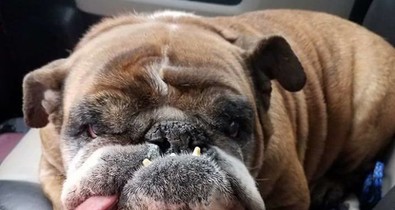 Őt választották a világ legcsúnyább kutyusának, mégis aranyos!