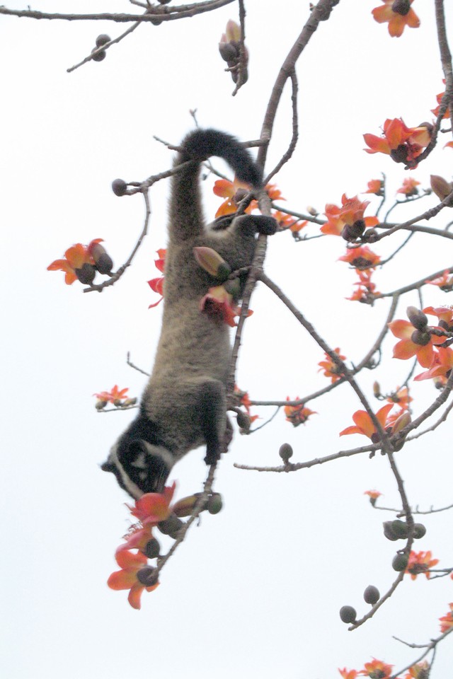 Egy macska kakilja ki a világ legdrágább kávéját