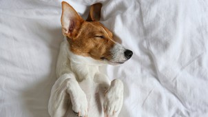 „Mind az egészség és a szépség megőrzése szempontjából a háton alvás a legideálisabb” - beszélgetés dr. Simon Márta neurológussal