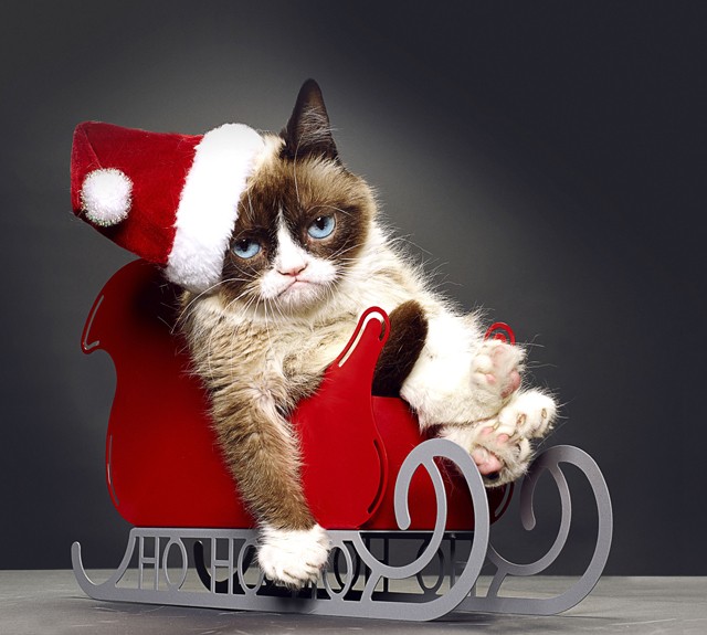Grumpy cat