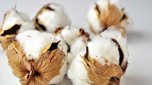 Viszlát olcsó pamutruhák? Ilyen hatással van a klímaváltozás a gyapottermesztésre
