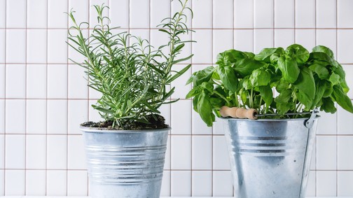 Véd az Alzheimer-kórtól, csökkenti a szorongást és a memóriát is javítja ez a fűszernövény: egyértelműen a konyhádban a helye!