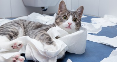 Igen, eddig egész életedben rosszul használtad a WC-papírt a szakember szerint: ez komoly egészségügyi kockázatokat jelenthet