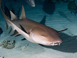 Atyaég! Ezt az Instagram sztárt megharapta egy cápa!