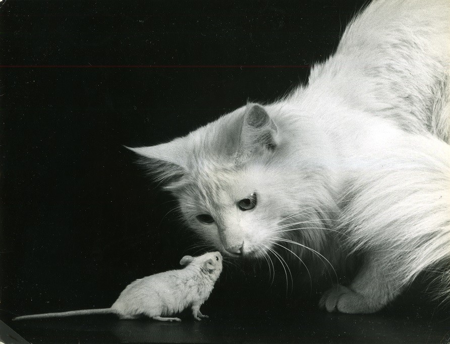 Ylla: Macska egérrel, Szokatlan játszópajtások. 1950 körül (Kurátor: Pryor Dodge)