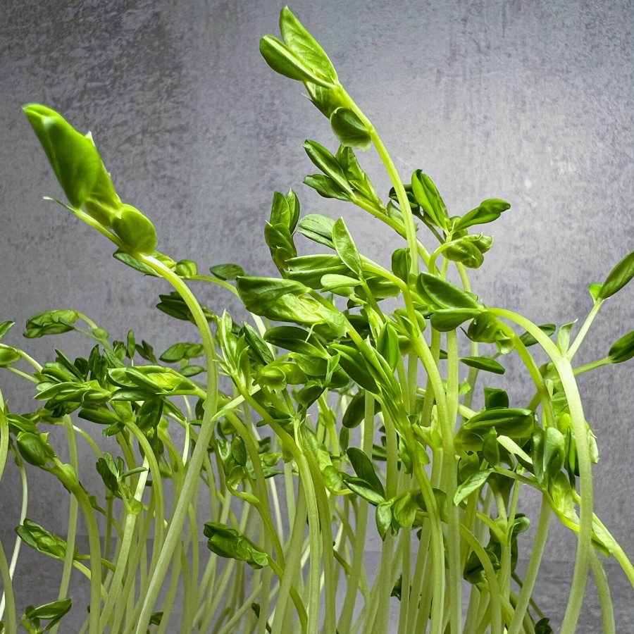 A csírák és mikrozöldek a lakás dekorációját is feldobhatják